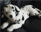 Dalmation Teddy
